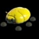 Giant Gold Scarab