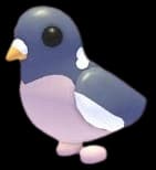 Wood Pigeon