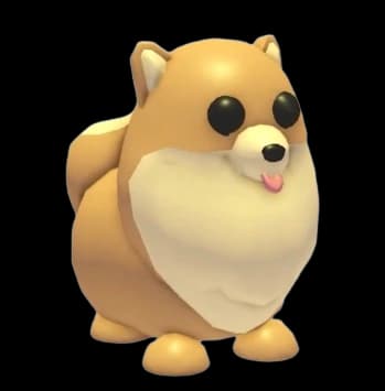 Pomeranian