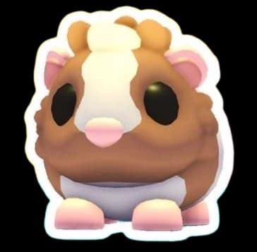 Chocolate Dutch Guinea Pig