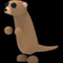 Meerkat