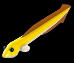 Eel