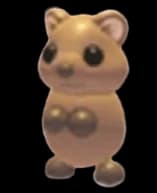 Quokka