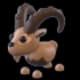 Ibex